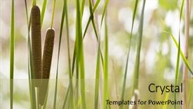  Presentation with near furnace creek in death - Beautiful presentation featuring cattail - bulrush near a pond backdrop and a  colored foreground