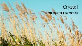  Presentation with sky - Cool new PPT layouts with cattail - bulrush on background sky backdrop and a  colored foreground