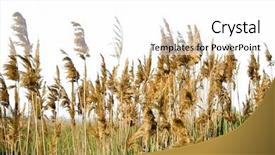  Presentation with white astronomy - PPT theme enhanced with cattail - bulrush on white background background and a white colored foreground