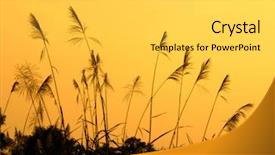  Presentation with bulrushes - Presentation having cattail - bulrushes against sunlight over sky background and a light gray colored foreground