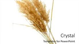  Presentation with planet earth on white - Colorful presentation theme enhanced with cattail - reeds isolated on white backdrop and a white colored foreground