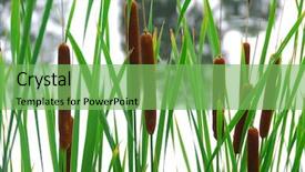  Presentation with pond - Beautiful slide deck featuring cattails growing at the edge backdrop and a seafoam green colored foreground