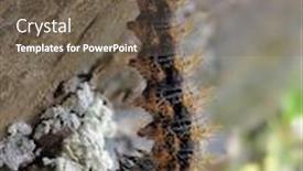  Presentation with pupa - Cool new PPT theme with catterpillar-preparing-to-become-pupa backdrop and a violet colored foreground