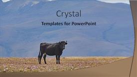  Presentation with heat - Audience pleasing presentation consisting of cattle-bull-and-cow-standing backdrop and a light blue colored foreground