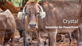  Presentation with meat production - PPT layouts having cattle-farm-in-south-africa background and a violet colored foreground