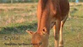  Presentation with cattle - Cool new PPT theme with cattle-grazing-in-the-outdoor backdrop and a coral colored foreground