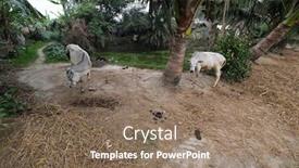  Presentation with village india - PPT theme enhanced with cattle-grazing-in-village-kumrokhali background and a coral colored foreground