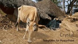  Presentation with village india - Presentation design with cattle-grazing-in-village-kumrokhali background and a coral colored foreground