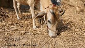  Presentation with village india - Presentation with cattle-grazing-in-village-kumrokhali background and a coral colored foreground