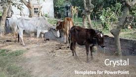  Presentation with village india - Colorful slide deck enhanced with cattle grazing in village kumrokhali backdrop and a gray colored foreground