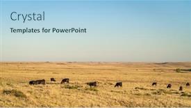  Presentation with cattle - PPT theme having cattle-grazing-on-a-colorado background and a light blue colored foreground