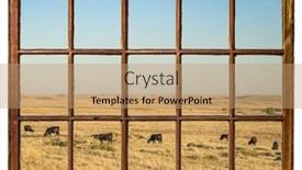  Presentation with cattle - Slides enhanced with cattle-grazing-on-a-colorado background and a coral colored foreground