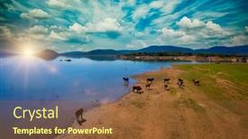  Presentation with pasture - Presentation theme having cattle-grazing-on-a-pasture background and a tawny brown colored foreground