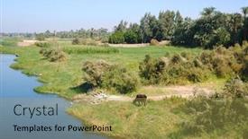  Presentation with nile river - Cool new slides with cattle-grazing-on-the-bank backdrop and a yellow colored foreground