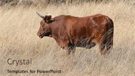  Presentation with cattle - Theme having cattle-in-a-field background and a coral colored foreground