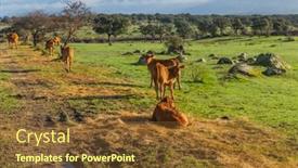  Presentation with cattle - Slide set consisting of cattle-in-a-meadow-near background and a tawny brown colored foreground