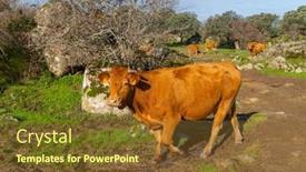  Presentation with cattle - Presentation having cattle-in-a-meadow-near background and a tawny brown colored foreground