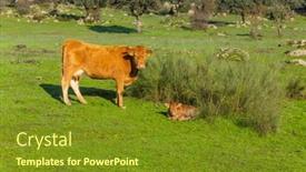  Presentation with cattle - Presentation design with cattle-in-a-meadow-near background and a tawny brown colored foreground