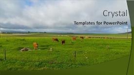  Presentation with cattle - Presentation theme having cattle-in-a-meadow-near background and a lemonade colored foreground