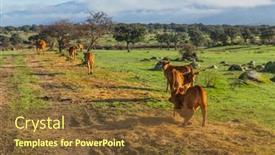  Presentation with cattle - Slide deck consisting of cattle-in-a-meadow-near background and a tawny brown colored foreground