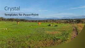  Presentation with cattle - PPT layouts having cattle-in-a-meadow-near background and a light blue colored foreground