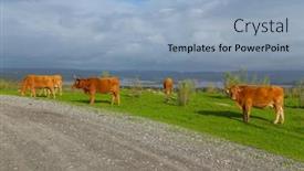  Presentation with cattle - PPT layouts consisting of cattle-in-a-meadow-near background and a light blue colored foreground