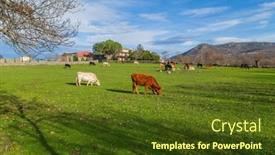  Presentation with cattle - Theme featuring cattle-in-a-meadow-near background and a tawny brown colored foreground