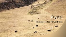  Presentation with cattle - Slide set with cattle in cordiliera huayhuash peru background and a coral colored foreground