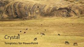  Presentation with cattle - Slides enhanced with cattle in cordiliera huayhuash peru south america background and a yellow colored foreground
