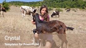  Presentation with bulgarian - Slide set consisting of cattle in the bulgarian mountain background and a coral colored foreground
