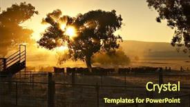  Presentation with tree farm - Audience pleasing PPT layouts consisting of cattle in the yard backdrop and a wine colored foreground