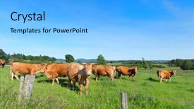  Presentation with cattle - Beautiful presentation theme featuring cattle limousin cows in french backdrop and a light gray colored foreground