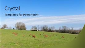  Presentation with cattle - PPT layouts having cattle limousin cows in green background and a light blue colored foreground