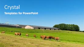  Presentation with cattle - Presentation theme consisting of cattle-limousine-cows-in-french background and a teal colored foreground