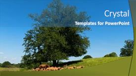  Presentation with cattle - PPT theme consisting of cattle-limousine-cows-in-french background and a teal colored foreground