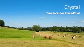  Presentation with cattle - PPT theme having cattle-limousine-cows-in-french background and a teal colored foreground