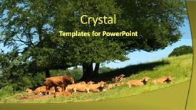  Presentation with cattle - Theme enhanced with cattle-limousine-cows-in-french background and a tawny brown colored foreground