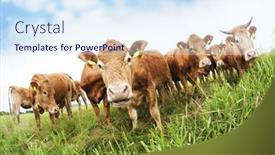  Presentation with cattle - Audience pleasing presentation theme consisting of cattle-on-the-meadow-group backdrop and a sky blue colored foreground