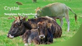  Presentation with cattle - Beautiful PPT layouts featuring cattle resting backdrop and a seafoam green colored foreground