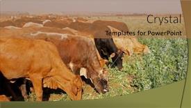  Presentation with crops - PPT theme consisting of cattle-strip-grazing-cover-crops background and a coral colored foreground