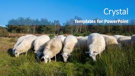  Presentation with cattle - Slide set enhanced with cattle-white-veluwe-sheep background and a teal colored foreground