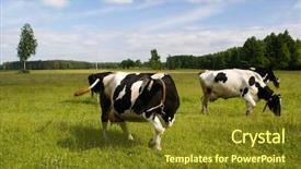  Presentation with cattle - Theme featuring cattle background and a tawny brown colored foreground