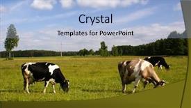  Presentation with cattle - Slides enhanced with rangeland - cattle background and a light blue colored foreground