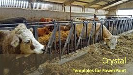  Presentation with cattle - Beautiful slide set featuring cattles - simmental cattle inside a farm backdrop and a tawny brown colored foreground