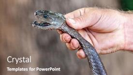 Presentation with black man - Beautiful PPT theme featuring caucasian-man-catching-a-black backdrop and a gray colored foreground