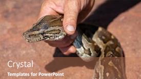  Presentation with reptile python snakeskin leather snake - Amazing presentation theme having caucasian-man-catching-a-giant backdrop and a coral colored foreground