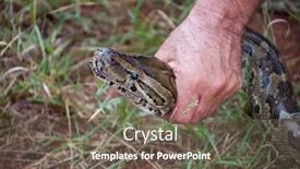  Presentation with python - Colorful PPT theme enhanced with garden africa botswana giant python backdrop and a violet colored foreground