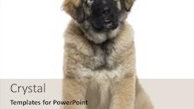  Presentation with camera - Slide set with caucasian-shepherd-dog-looking background and a coral colored foreground