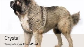  Presentation with shepherd sheep - Presentation design enhanced with caucasian shepherd dog background and a coral colored foreground