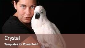  Presentation with pet - Audience pleasing presentation consisting of caucasian woman holding her pet moluccan cockatoo on black backdrop and a tawny brown colored foreground